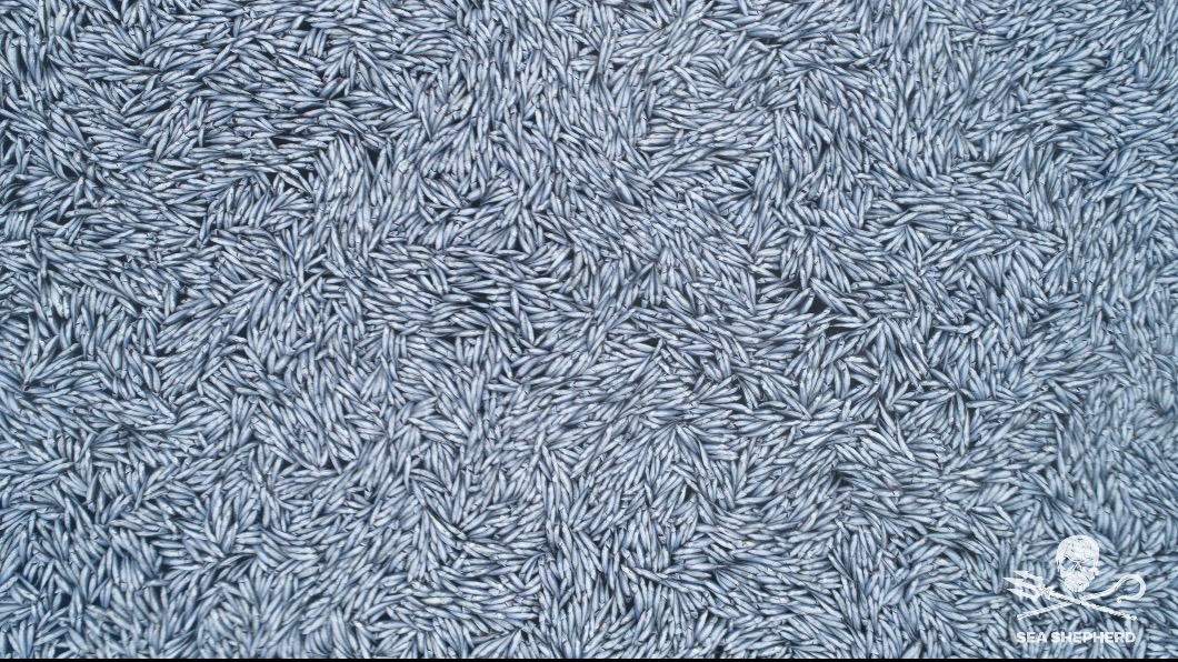 密集恐懼症別看!法國海域飄10萬魚屍 環團質疑漁船惡意丟棄