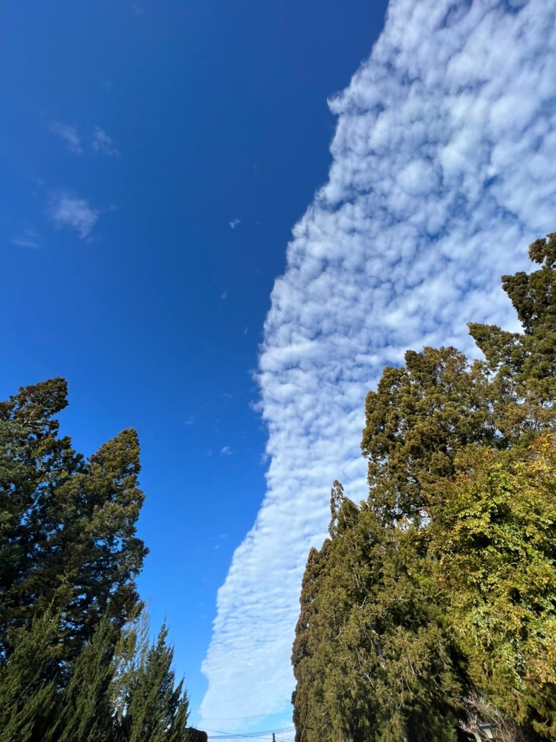 另外一個角度虎斑雲將藍天對切一半。（圖／翻攝自福壽山農場粉專）