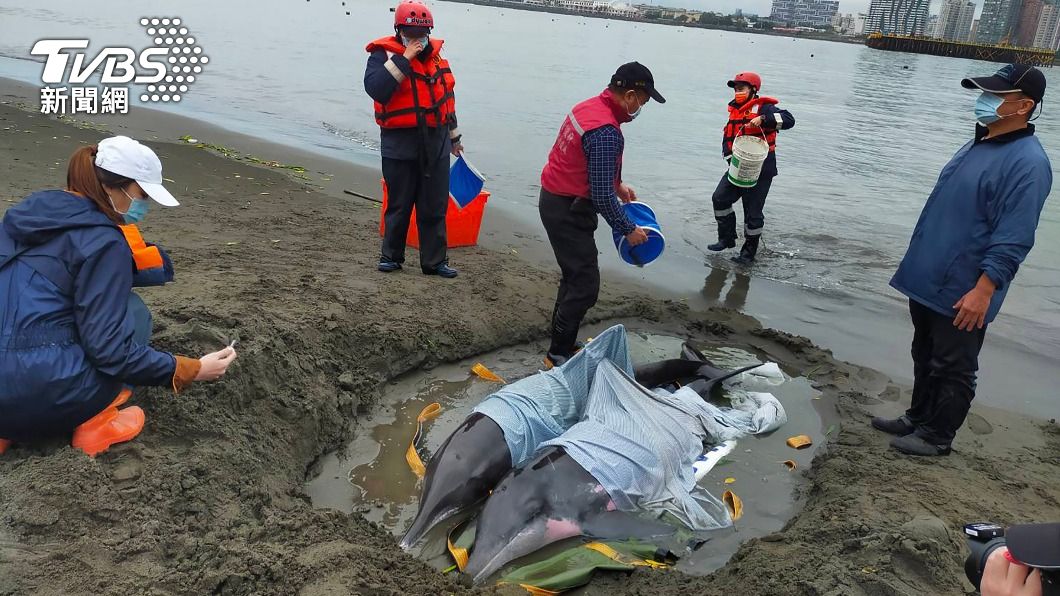 3隻保育類糙齒海豚擱淺八里　海象差暫無法野放
