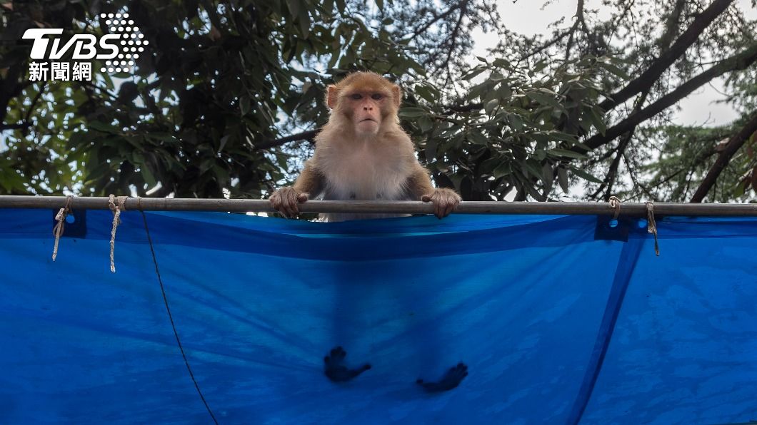 印度猴子橫行，發生許多攻擊人的事件。（示意圖／達志影像美聯社）