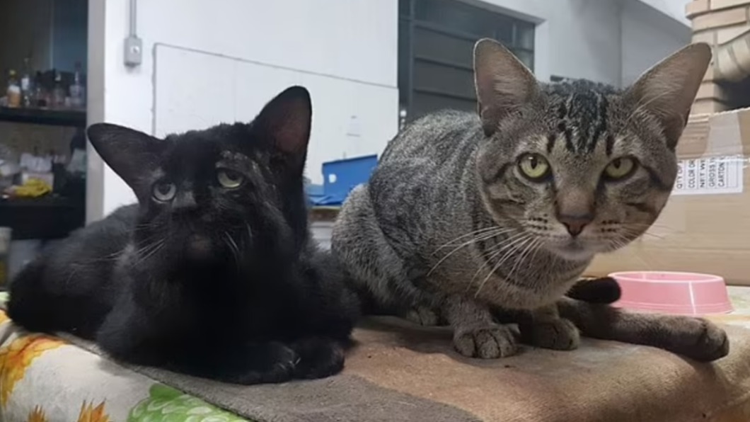 5歲的壽司看來比其他貓咪蒼老許多。(圖/翻攝自pawsomepetsofficial IG)