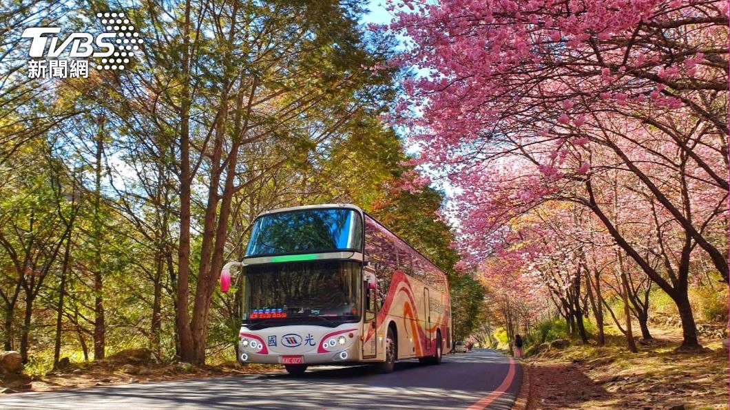 粉色情人節!武陵櫻花季今開跑 加開賞櫻專車快搶票