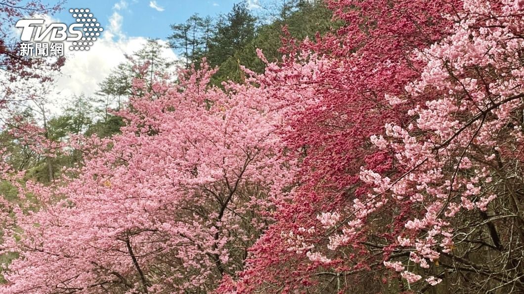 特有花種紅粉佳人花況已經達到9成。(圖/KKday提供)