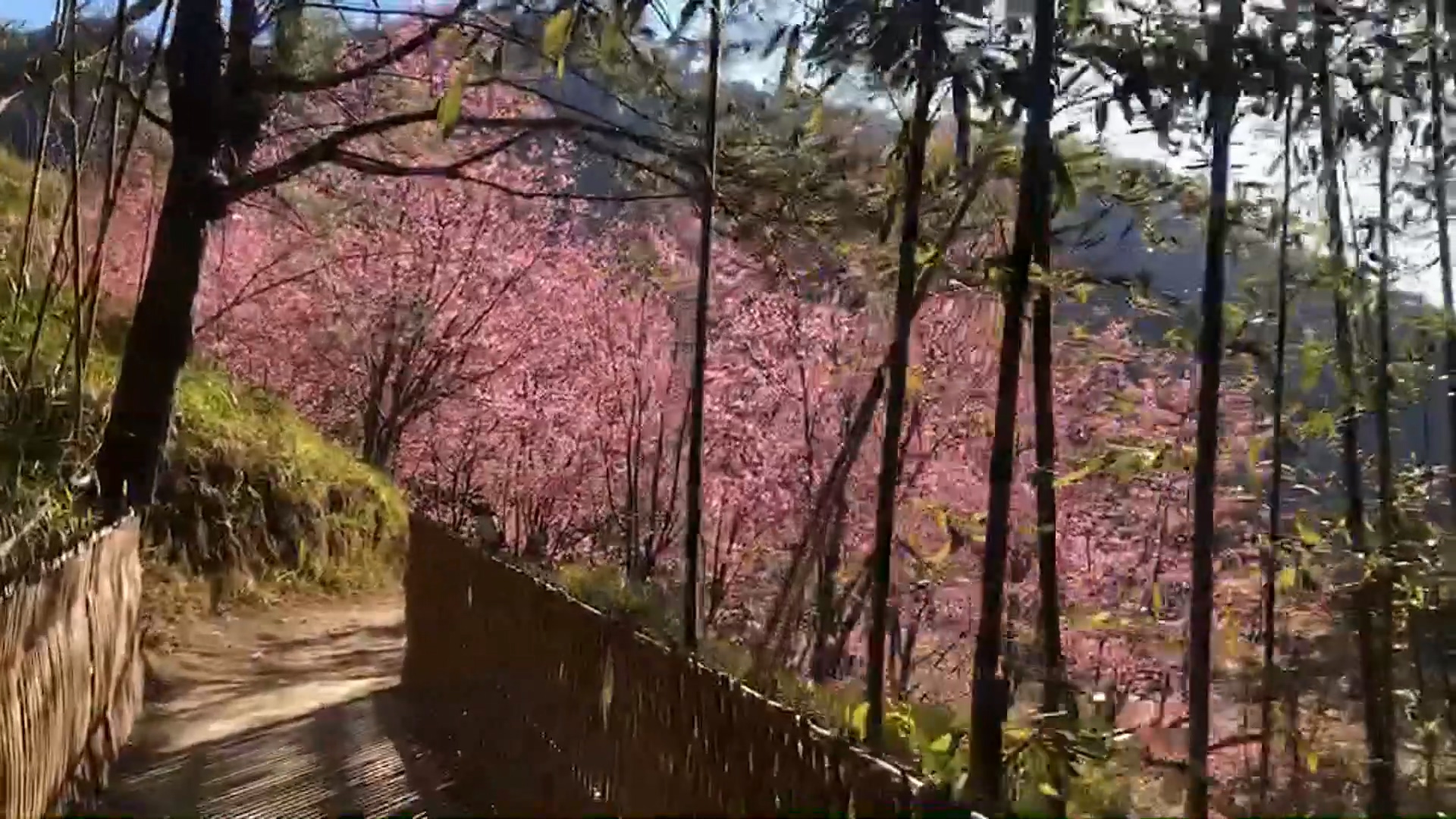 圖／翻攝 Smangus司馬庫斯 