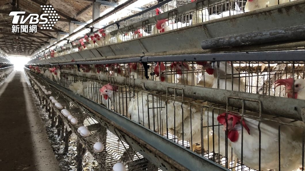 抗蛋荒價格漲2元！蛋農吐心聲：「飼料」才是問題