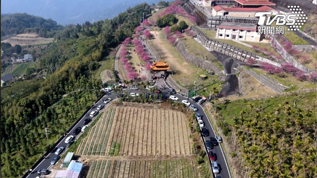 賞櫻車陣塞成「一尾山龍」　阿里山周邊彌陀禪寺空拍照曝