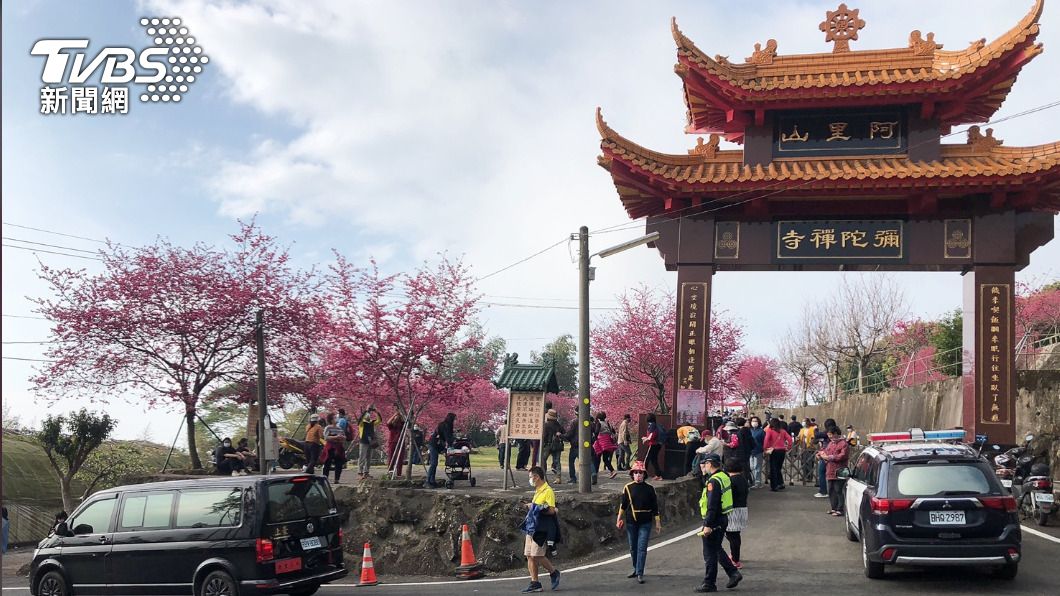嘉義阿里山周邊彌陀禪寺櫻花盛開,吸引大批遊客。圖/TVBS