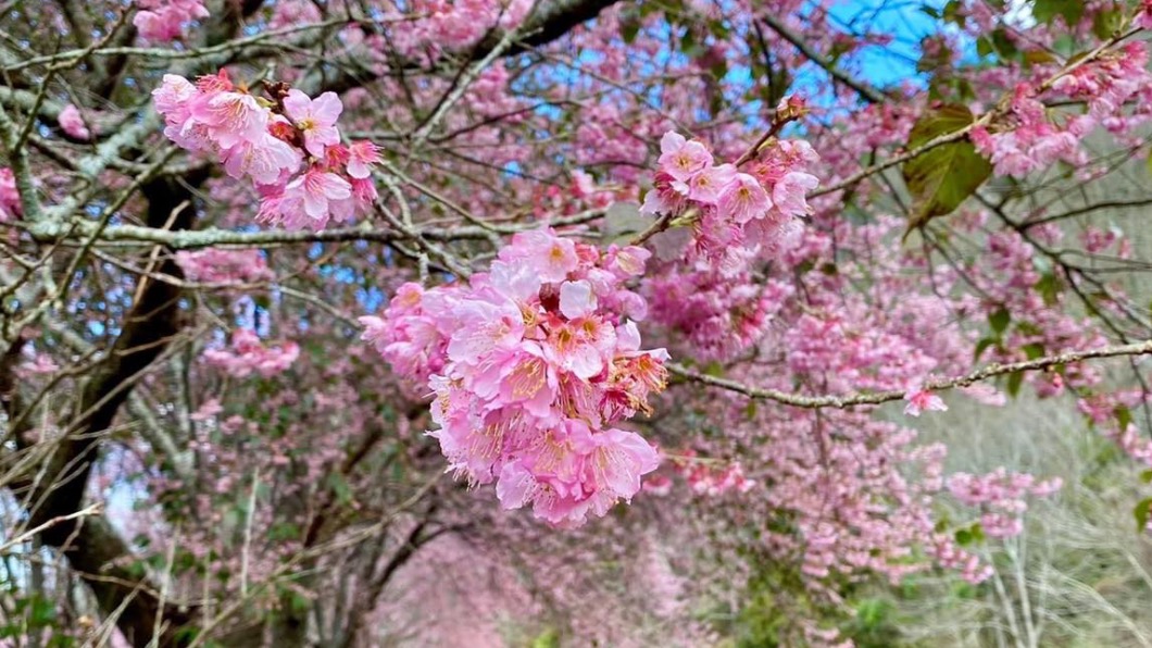 說到賞櫻景點，許多人第一個想起的就是「武陵農場」。（圖／翻攝自武陵農場臉書）