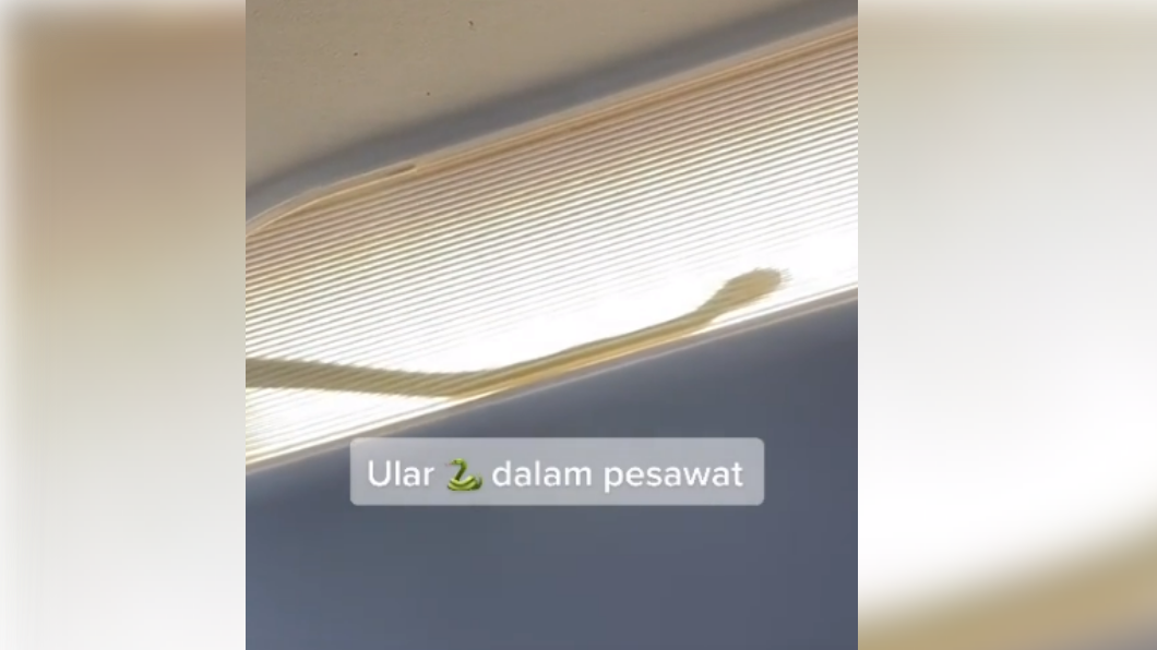 驚悚!旅客機艙內驚見蛇影 亞洲航空飛到一半緊急轉降