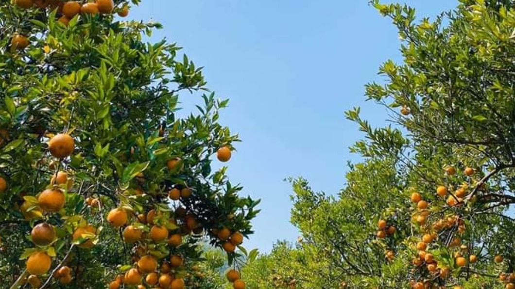 新竹劉家柑橘園。(圖/翻攝自新竹劉家柑橘園臉書)