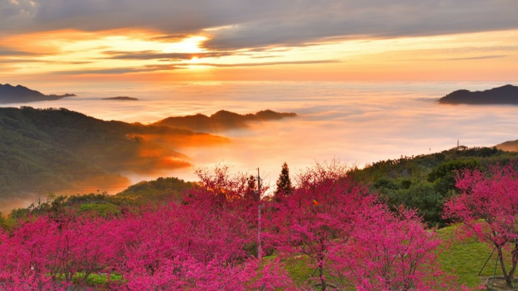 彌陀禪寺櫻花日落雲海美景。（圖／黃源明提供）