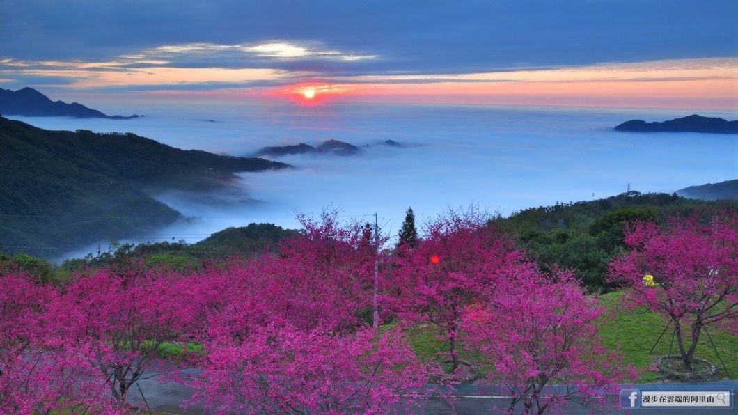彌陀禪寺櫻花日落雲海美景。（圖／黃源明提供）