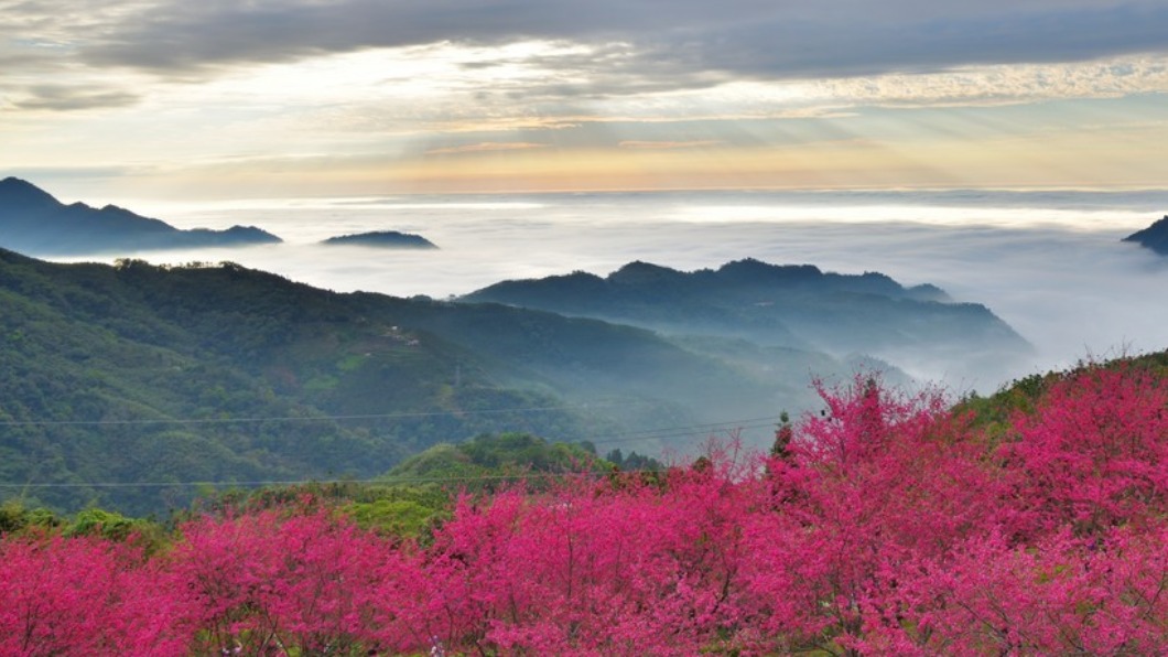 彌陀禪寺櫻花日落雲海美景。（圖／黃源明提供）