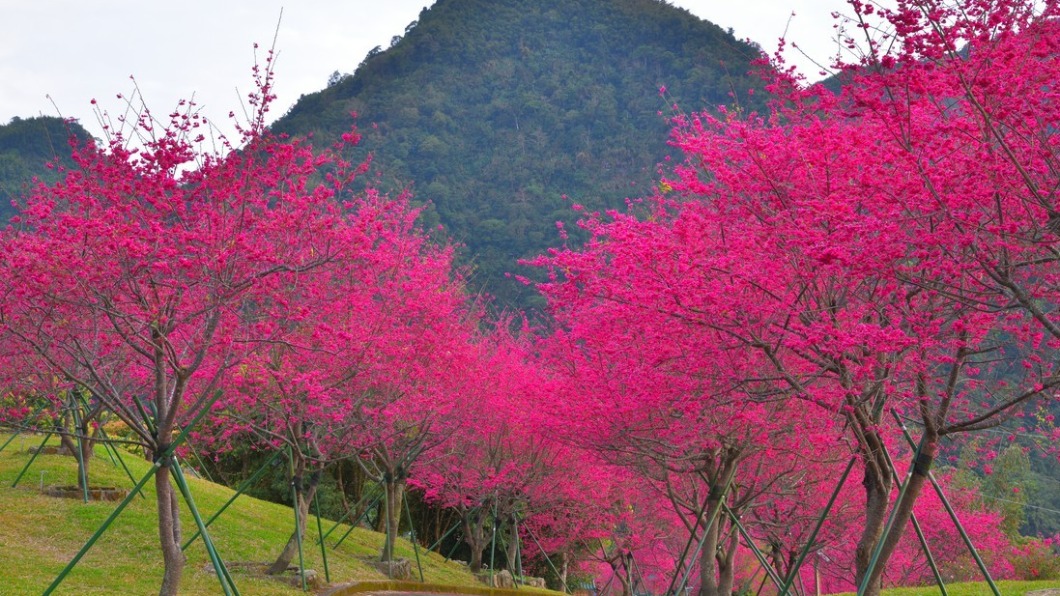 彌陀禪寺八重櫻滿開。（圖／黃源明提供）