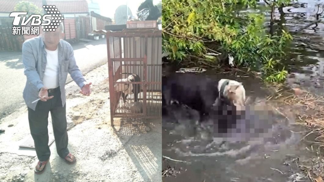 囂張!嘉義比特犬咬死浪浪 飼主鎮代表竟嗆:關你啥事?