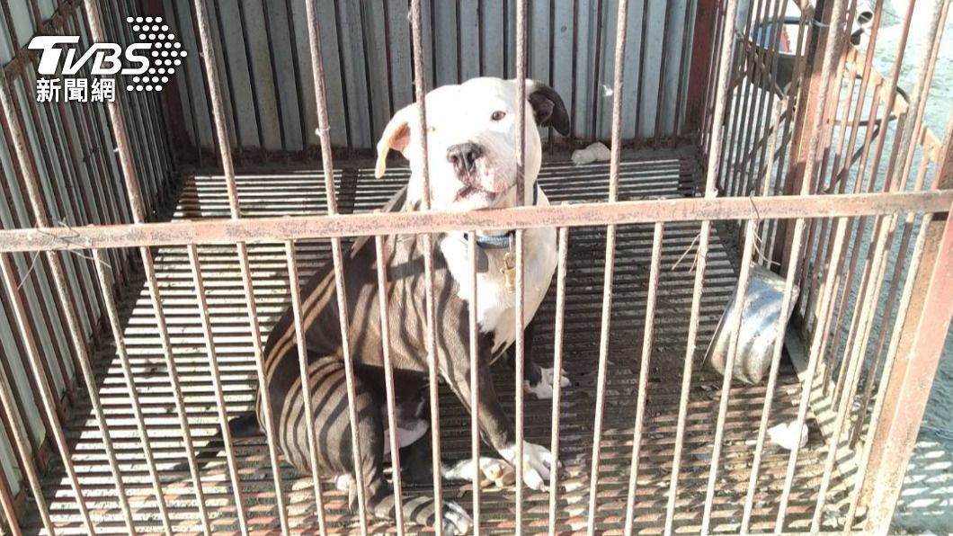 咬死土狗的比特犬。（圖／TVBS）