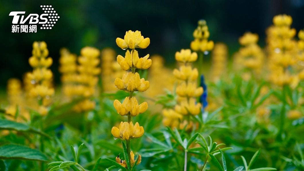 迎接靚靚花海! 桃園龍潭魯冰花季打造浪漫黃金路徑