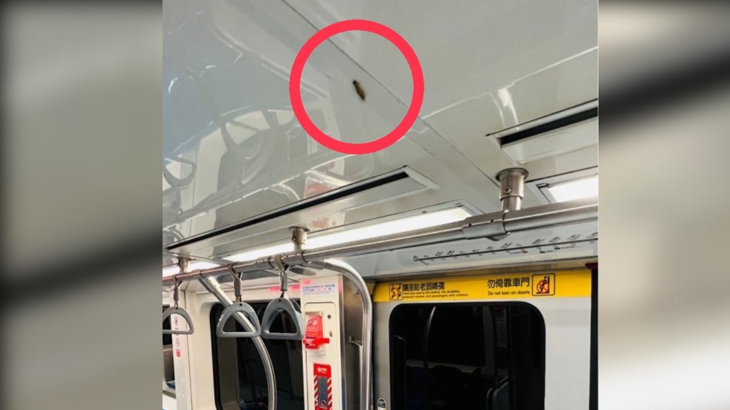 高清圖慎入!毛毛的..捷運文湖線車廂驚現「牠」蠕動猛爬