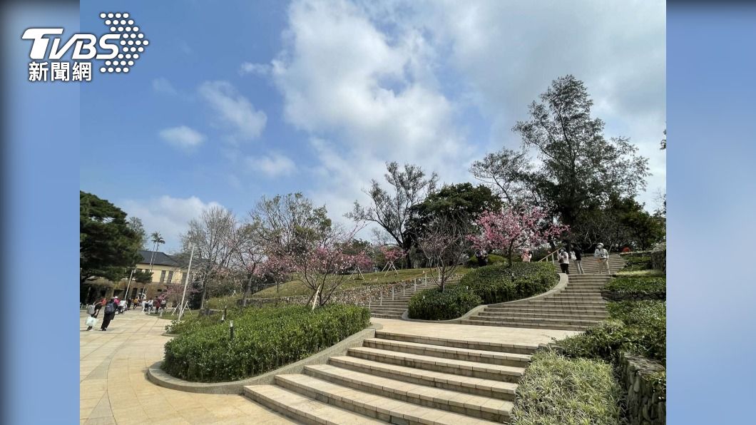 櫻花季到 新竹公園河津櫻逐漸盛開