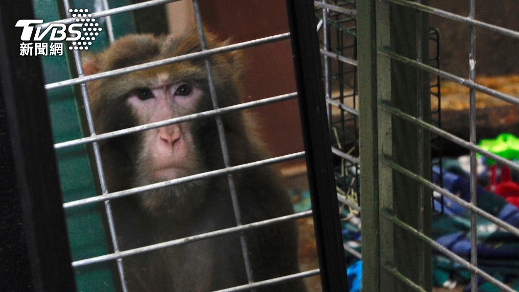 美國醫師醫藥責任協會（PCRM）指控馬斯克旗下公司虐待實驗動物。（示意圖／達志影像美聯社）
