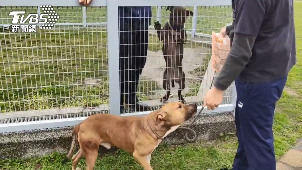 比特犬禁養令掀棄養潮!認養門檻高 恐在收容所度過餘生