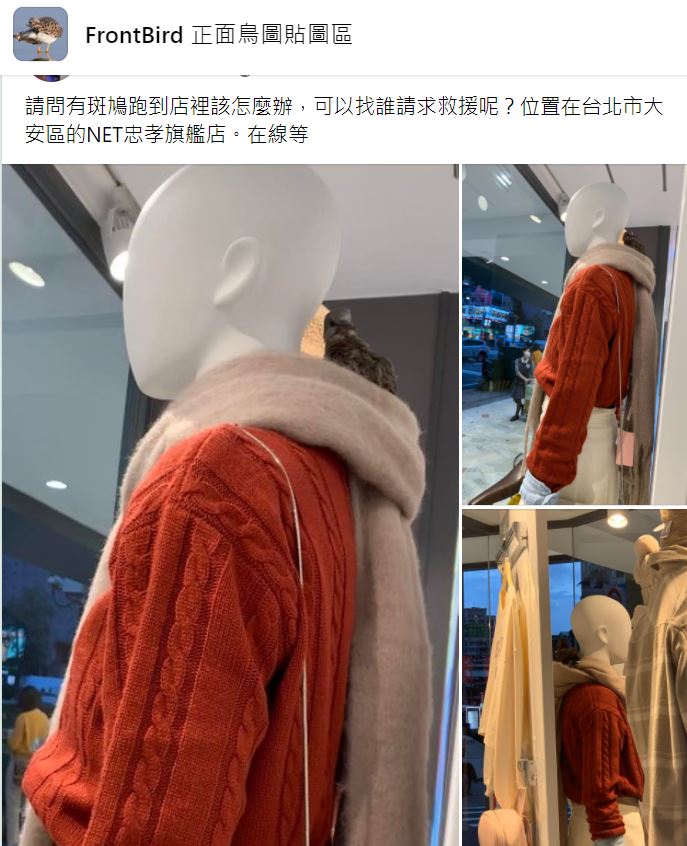 一隻小斑鳩誤闖服飾店。(圖/翻攝自FrontBird 正面鳥圖貼圖區臉書)