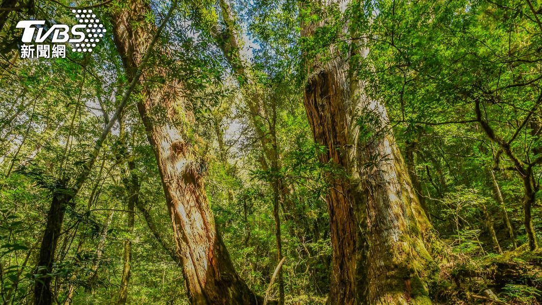 遺體在樹下被台電人員發現。(與本案無關,示意圖/shutterstock 達志影像)