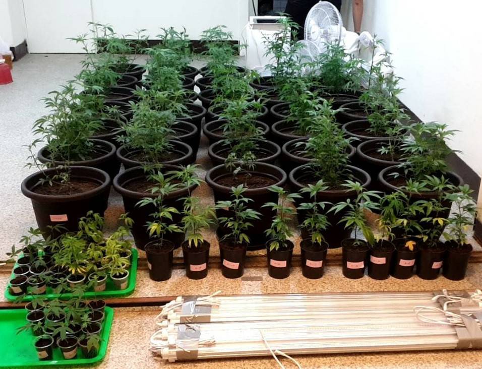 李男承租民宅種植大麻,還佯裝飲料店,遭警破獲。(圖/警方提供)
