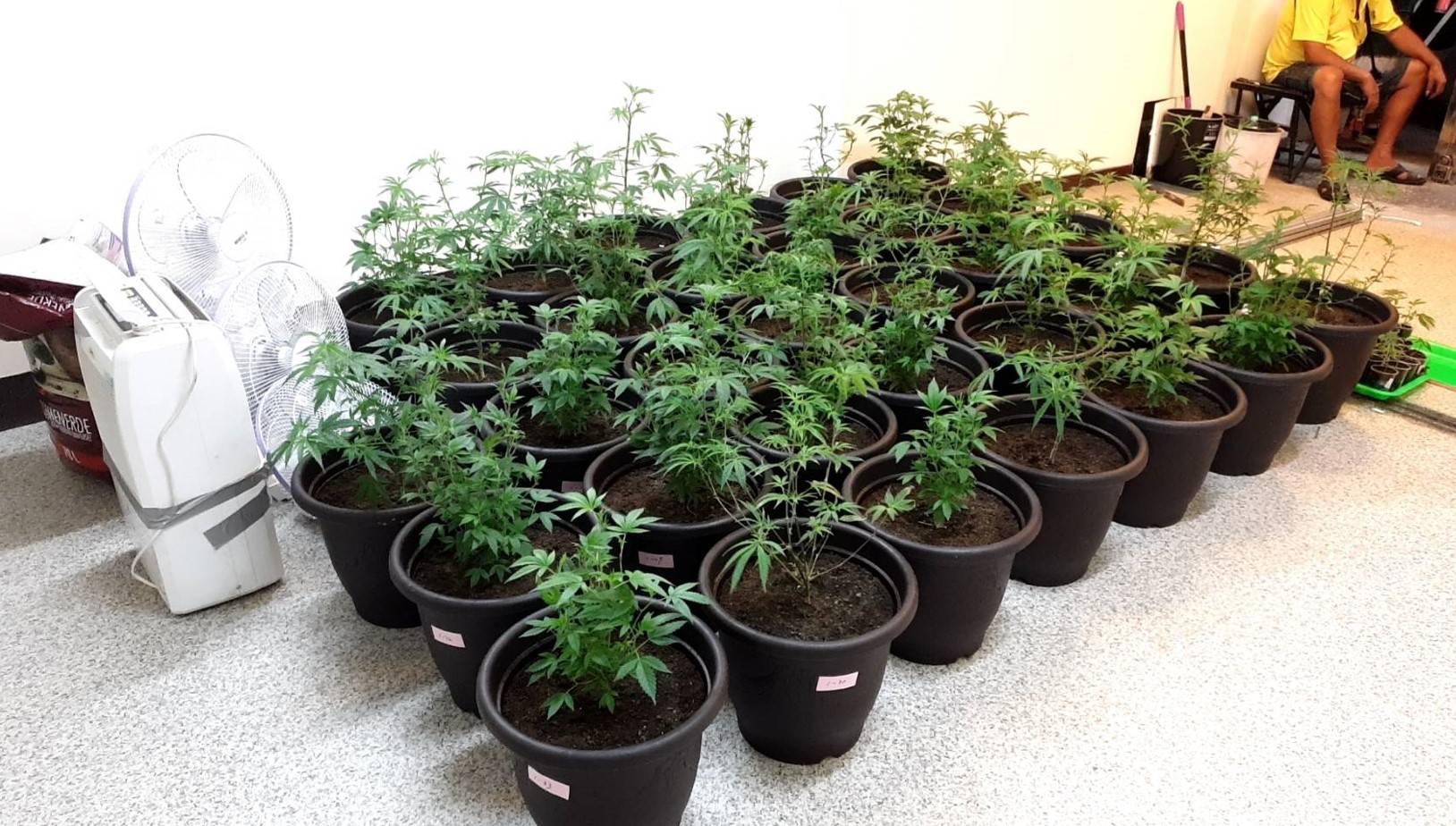 李男承租民宅種植大麻,還佯裝飲料店,遭警破獲。(圖/警方提供)