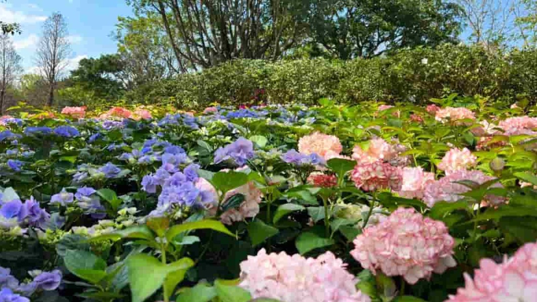 網美們衝一波!「台北杜鵑花季」3月登場 繡球花海美炸