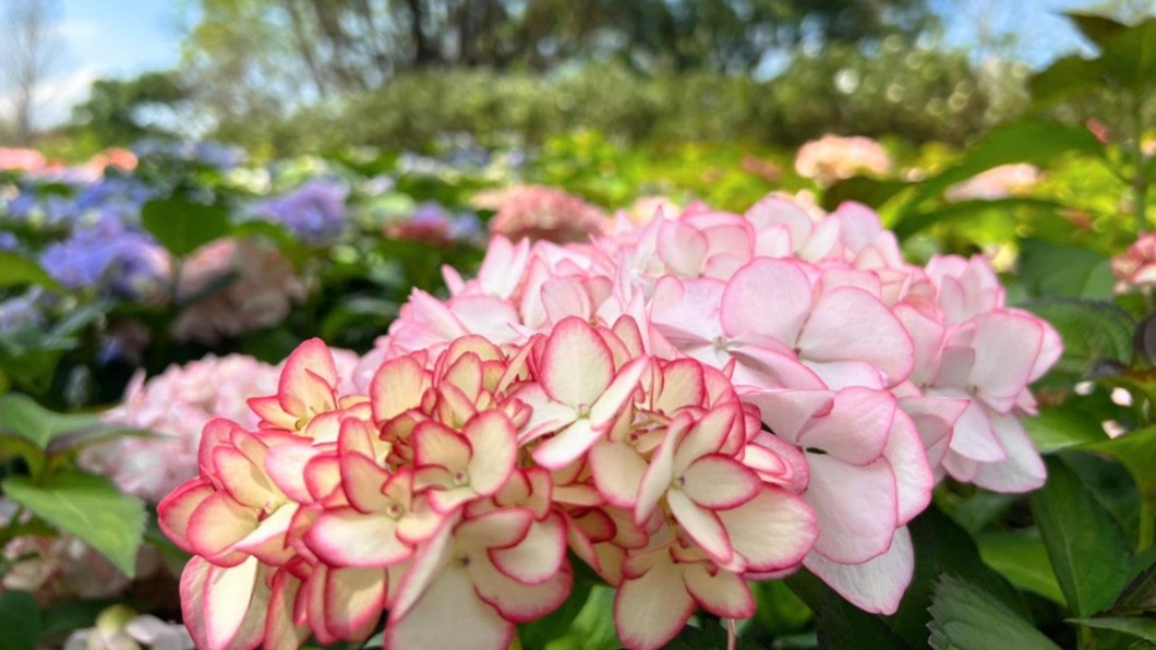 台北杜鵑花季將登場。（圖／台北市公園提供）