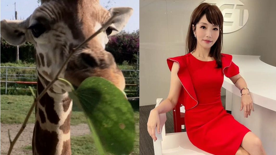 三立前主播李天怡遭搜索約談!被控幫頑皮世界買動物抬高價錢