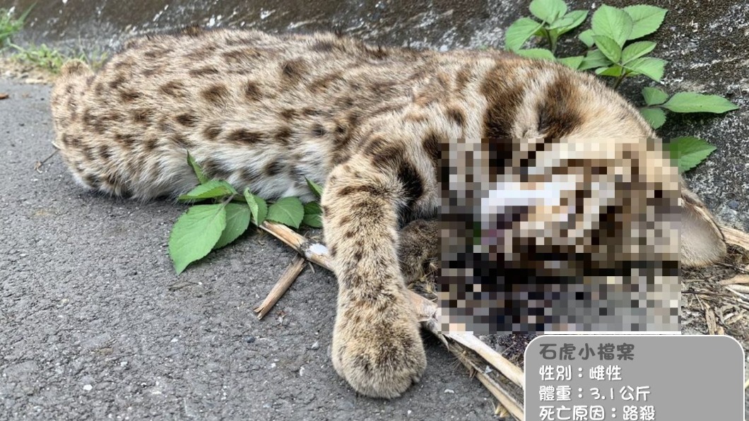 有一名民眾經過南投139縣道發生一隻石虎被路殺。(圖／翻攝自石虎保育大使 阿虎加油）
