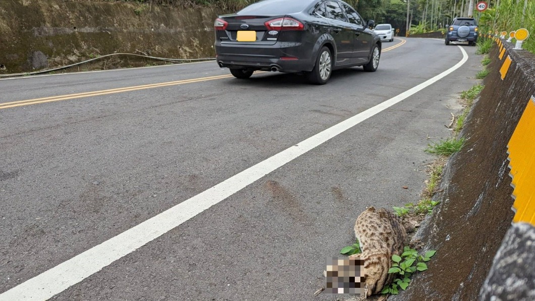 道路通常有設定速限,是為了保護野生的石虎。(圖/翻攝自石虎保育大使 阿虎加油)