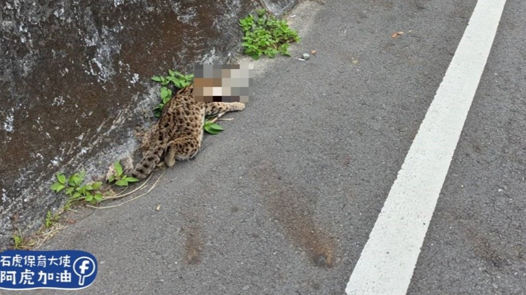 台灣的野生石虎遭路殺的案件頻傳,受到許多保育人士的重視。(圖/翻攝自石虎保育大使 阿虎加油)
