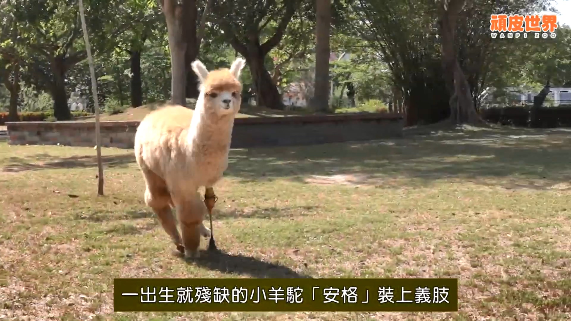 翻攝YT:頑皮世界野生動物園