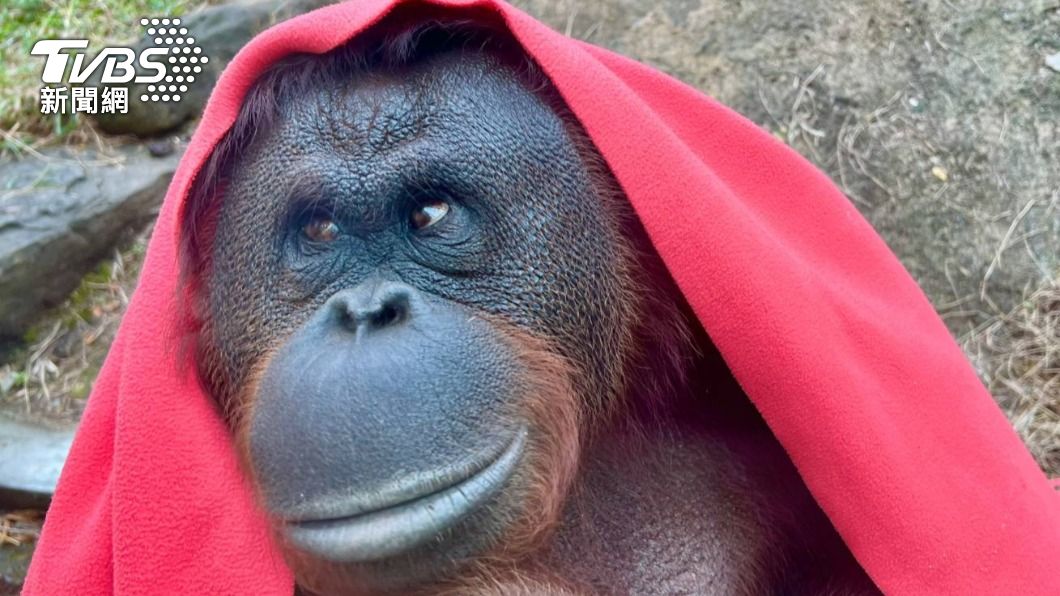 白色情人節來臨，壽山動物園特別分享動物們的感情世界。（圖／TVBS資料畫面）