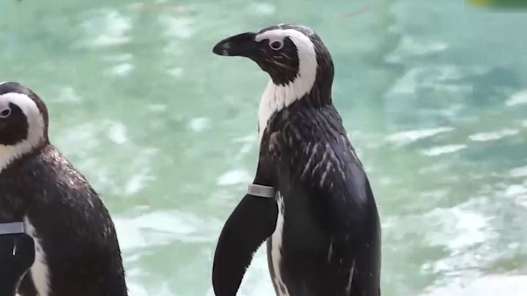 圖／翻攝 頑皮世界野生動物園 YT