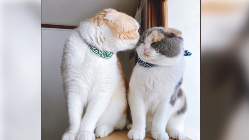 飼主不時也會分享兩隻貓咪一起玩樂的可愛模樣。（圖／翻攝自@una1535推特）