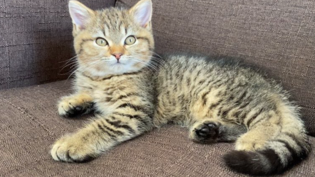 飼主表示橡子的魅力看起來柔軟好摸的毛。（圖／翻攝自donguri_manchi推特）