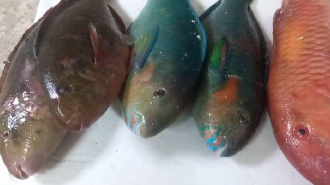 大批珊瑚礁魚類凍死沙灘,遭民眾撿起。(圖/翻攝自記者爆料網)