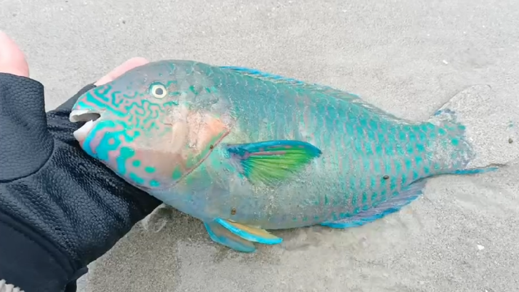 澎湖6年來最嚴重寒害!綠蠵龜凍昏擱淺 大批魚凍死沙灘