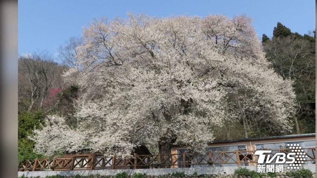 準備賞花!北台灣最大霧社櫻 觀霧「櫻王」3月初盛開