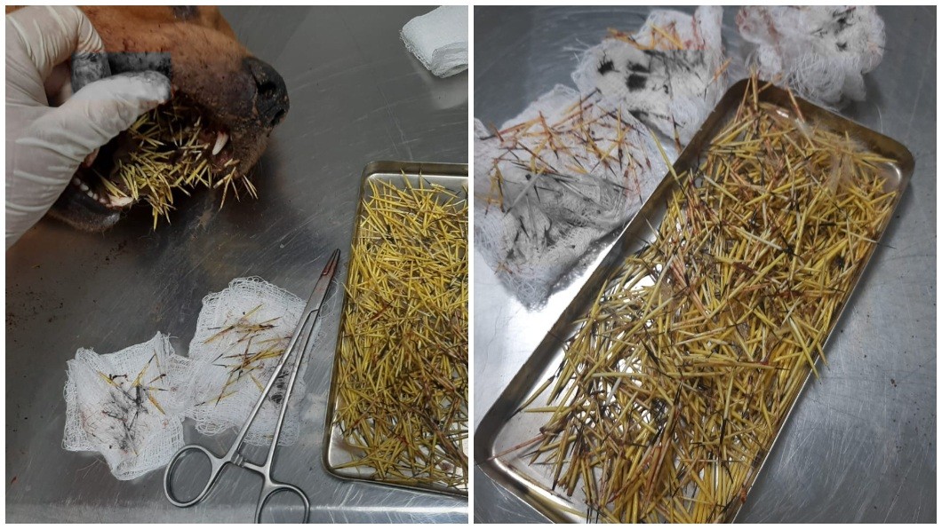 狗狗緊急送往動物醫院治療後所幸已無大礙。(圖/翻攝自臉書Adriano Bertoline)