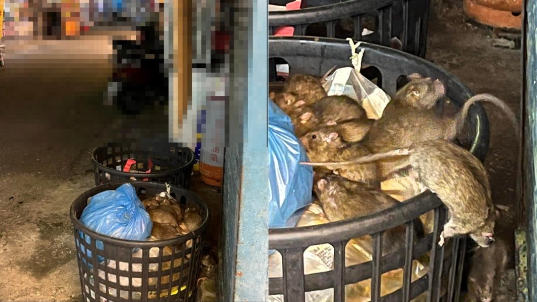 夜市收攤米奇開飯!垃圾桶成肥鼠妙妙屋 網:頭皮發麻