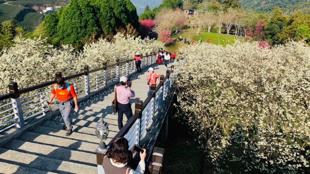 子瑜也來過！嘉義賞花秘境大公開　櫻花海、絕美山景必看