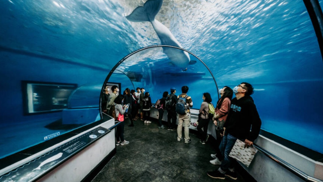 民眾能近距離的觀察到較少見的海龍科生物。(圖/國立海洋生物博物館提供)