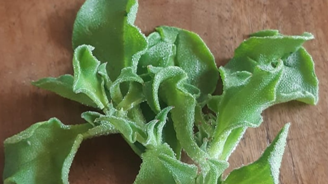 親戚送「罕見結晶花」!老饕秒喊珍貴曝吃法:口感超棒
