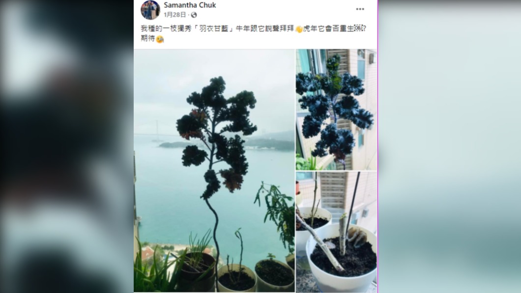 祝文君在臉書的最後一篇發文。(圖/翻攝自祝文君臉書)