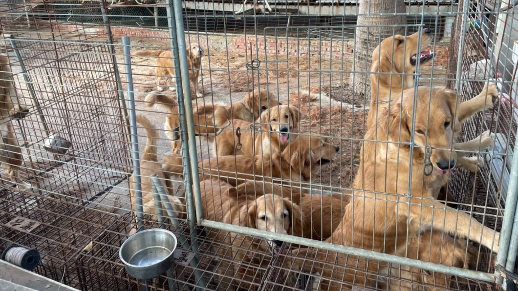 中籤率僅1％！非法繁殖黃金獵犬14隻 千人搶領養